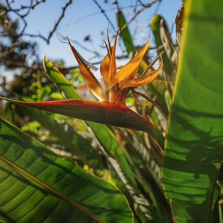 Madeira-meerblick-haus