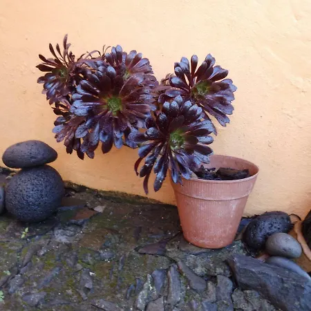 Madeira-meerblick-haus Estreito Da Calheta